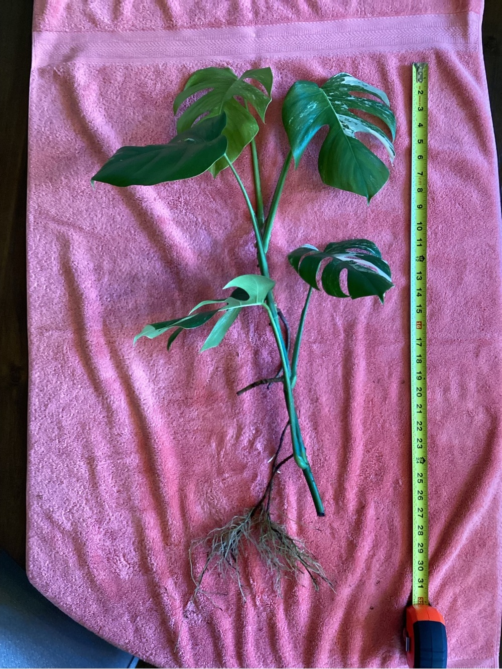 Monstera Borsigiana Albo - Picture 2 of 9